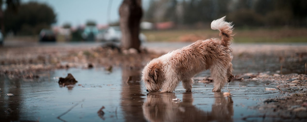 A lost dog drinking from a puddle after a storm.