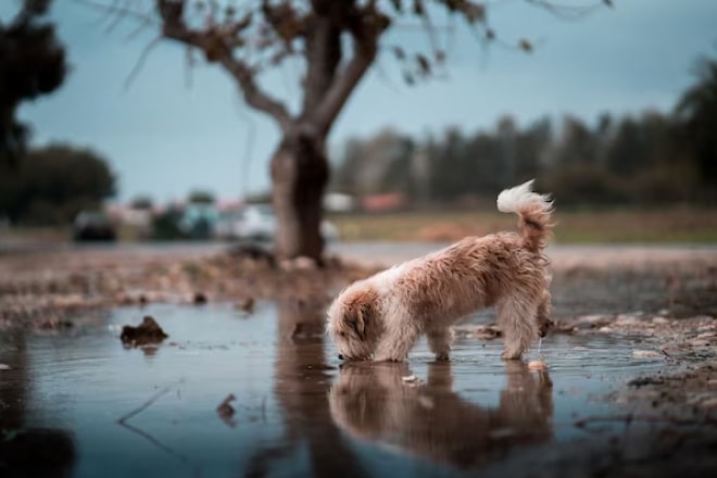 A lost dog licking a puddle of water near a tree.